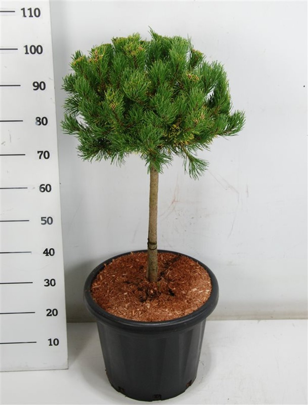 Pinus mugo 'Carstens Wintergold' - 40 CM Stem Cont.